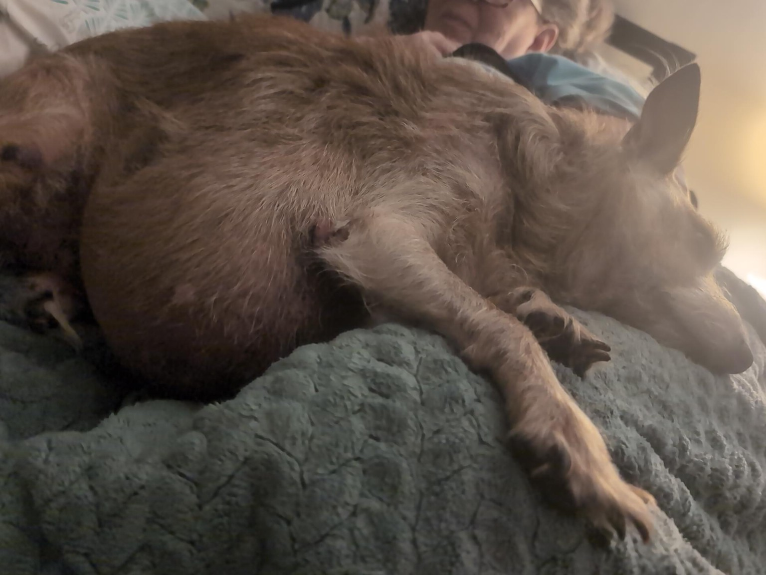 Terrier resting on a blue blanket